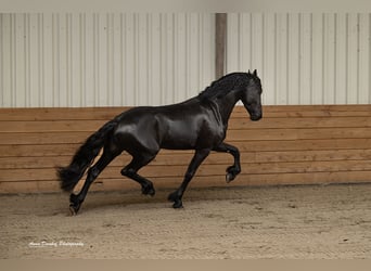 Frisones, Semental, 3 años, Negro
