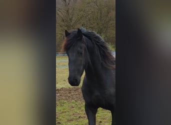 Frisones, Semental, 3 años, Negro