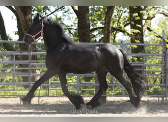 Frisones, Semental, 3 años, Negro