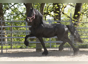 Frisones, Semental, 3 años, Negro