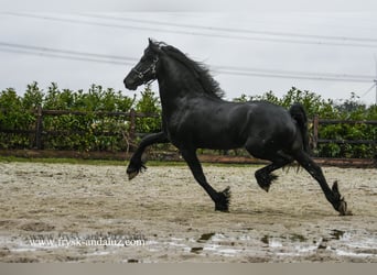 Frisones, Semental, 4 años, 160 cm, Negro