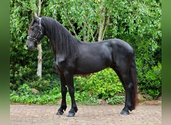 Frisones, Semental, 4 años, 160 cm, Negro