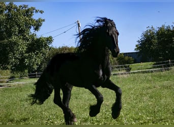 Frisones, Semental, 4 años, 162 cm, Negro