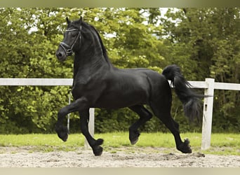 Frisones, Semental, 4 años, 162 cm, Negro