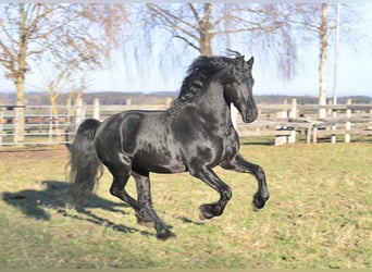 Frisones, Semental, 4 años, 162 cm, Negro