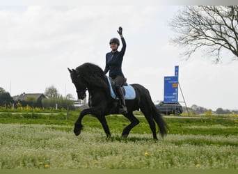 Frisones, Semental, 4 años, 162 cm, Negro
