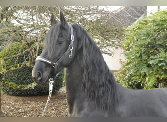Frisones, Semental, 4 años, 163 cm, Negro