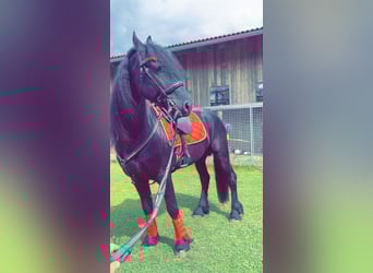 Frisones, Semental, 4 años, 164 cm, Negro