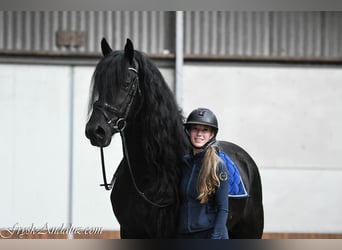 Frisones, Semental, 4 años, 165 cm, Negro