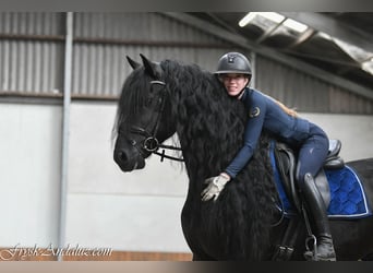 Frisones, Semental, 4 años, 165 cm, Negro