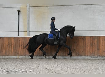 Frisones, Semental, 4 años, 165 cm, Negro