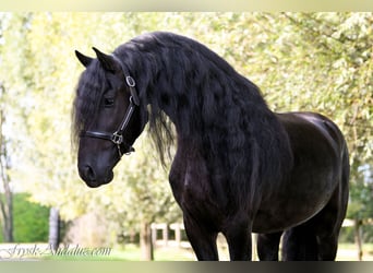 Frisones, Semental, 4 años, 165 cm, Negro
