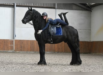 Frisones, Semental, 4 años, 165 cm, Negro