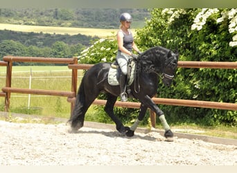 Frisones, Semental, 4 años, 165 cm, Negro