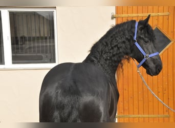 Frisones, Semental, 4 años, 165 cm, Negro