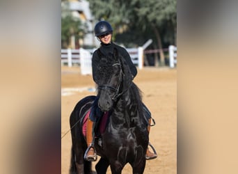 Frisones, Semental, 4 años, 165 cm, Negro