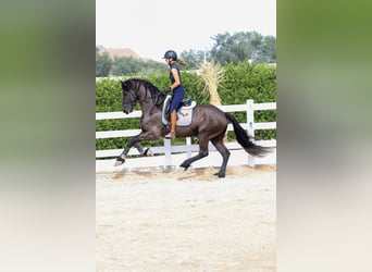 Frisones, Semental, 4 años, 165 cm, Negro