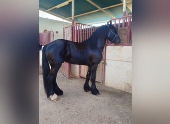 Frisones Mestizo, Semental, 4 años, 165 cm, Negro