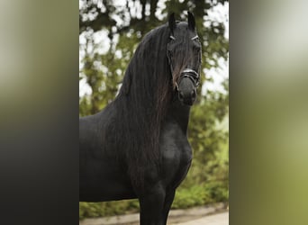 Frisones, Semental, 4 años, 166 cm, Negro