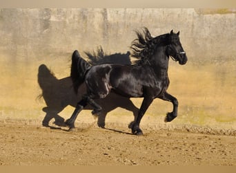Frisones, Semental, 4 años, 166 cm, Negro