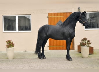 Frisones, Semental, 4 años, 166 cm, Negro