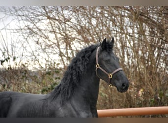 Frisones, Semental, 4 años, 166 cm, Negro