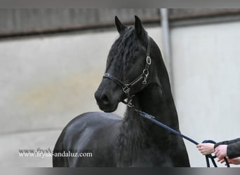 Frisones, Semental, 4 años, 166 cm, Negro