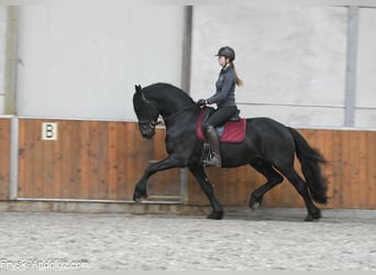 Frisones, Semental, 4 años, 166 cm, Negro