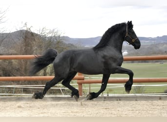 Frisones, Semental, 4 años, 167 cm, Negro