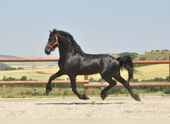Frisones, Semental, 4 años, 167 cm, Negro