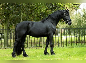 Frisones, Semental, 4 años, 168 cm, Negro