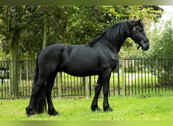 Frisones, Semental, 4 años, 168 cm, Negro