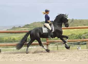 Frisones, Semental, 4 años, 168 cm, Negro