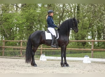 Frisones, Semental, 4 años, 168 cm, Negro
