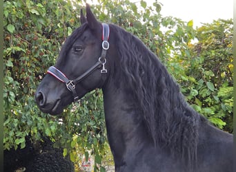 Frisones, Semental, 4 años, 169 cm, Negro