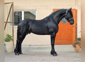 Frisones, Semental, 4 años, 169 cm, Negro