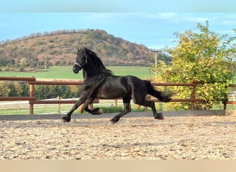 Frisones, Semental, 4 años, 169 cm, Negro