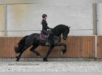 Frisones, Semental, 4 años, 170 cm, Negro