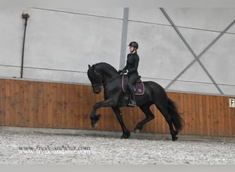 Frisones, Semental, 4 años, 170 cm, Negro