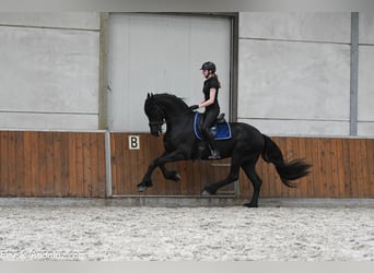 Frisones, Semental, 4 años, 170 cm, Negro