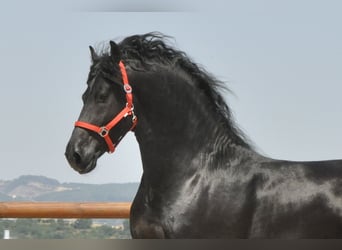 Frisones, Semental, 4 años, 170 cm, Negro