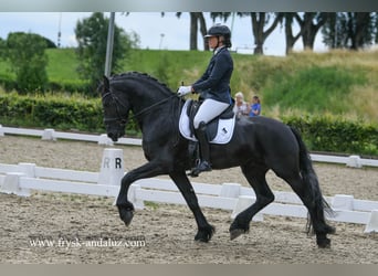 Frisones, Semental, 4 años, 170 cm, Negro