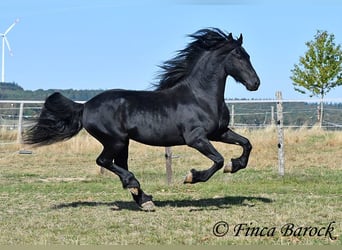 Frisones, Semental, 5 años, 158 cm, Negro