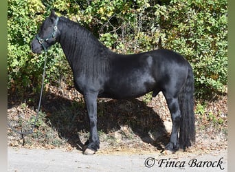 Frisones, Semental, 5 años, 158 cm, Negro