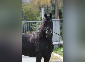 Frisones, Semental, 5 años, 162 cm, Negro