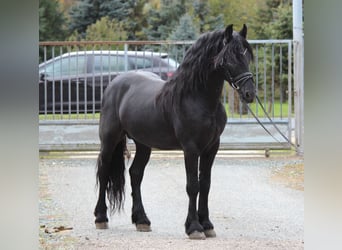 Frisones, Semental, 5 años, 162 cm, Negro