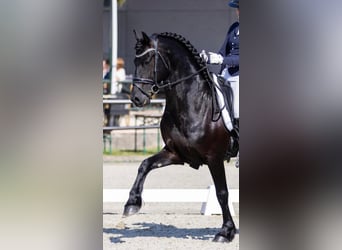 Frisones, Semental, 5 años, 163 cm, Negro