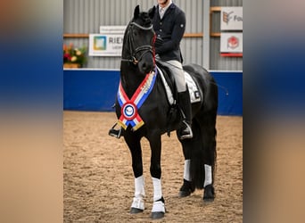 Frisones, Semental, 5 años, 163 cm, Negro