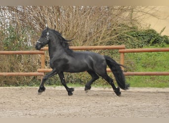 Frisones, Semental, 5 años, 163 cm, Negro