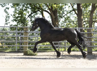 Frisones, Semental, 5 años, 163 cm, Negro